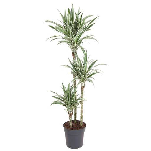 dracaena-white-stripe-150-cm-o24