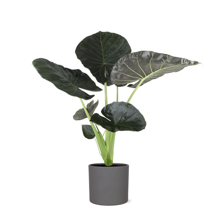 alocasia-regal-shield-o24cm-↕110cm-in-era-antraciet-pot