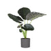 alocasia-regal-shield-o24cm-↕110cm-in-era-antraciet-pot