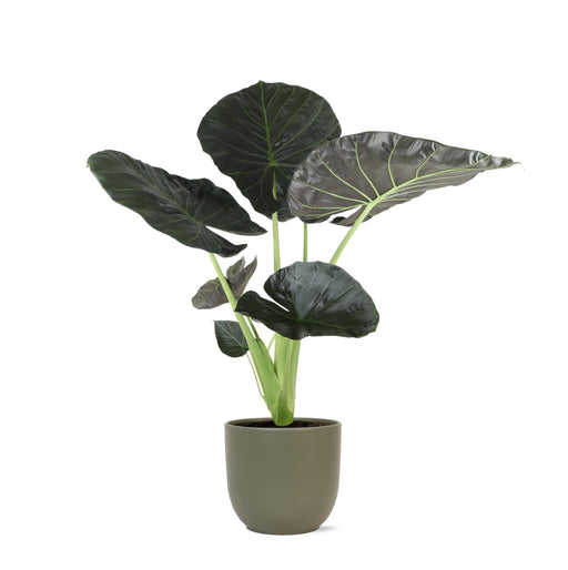 alocasia-regal-shield-o21cm-↕100cm-in-boule-olijf-pot