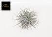 tillandsia-super-silver-xl-o20cm-↕15cm