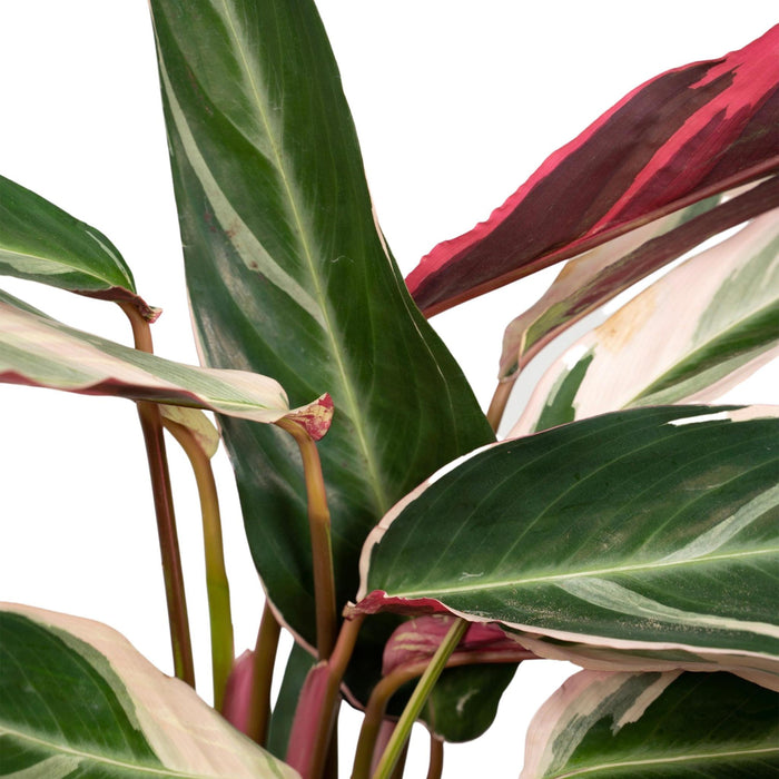 calathea-triostar-pauwenplant-70cm-o19