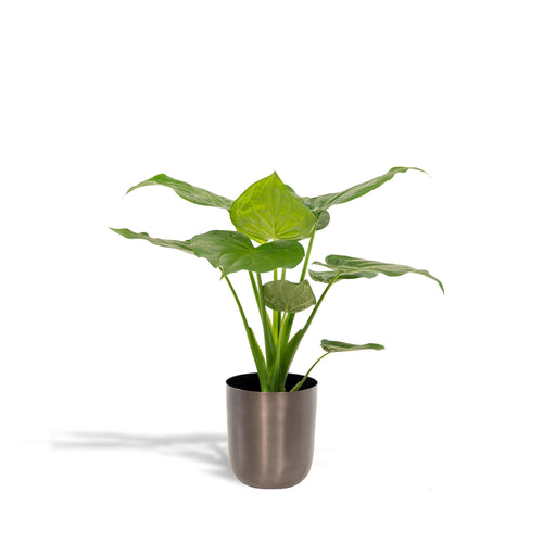 alocasia-cucullata-65cm-o19cm-pot-mayk-lead