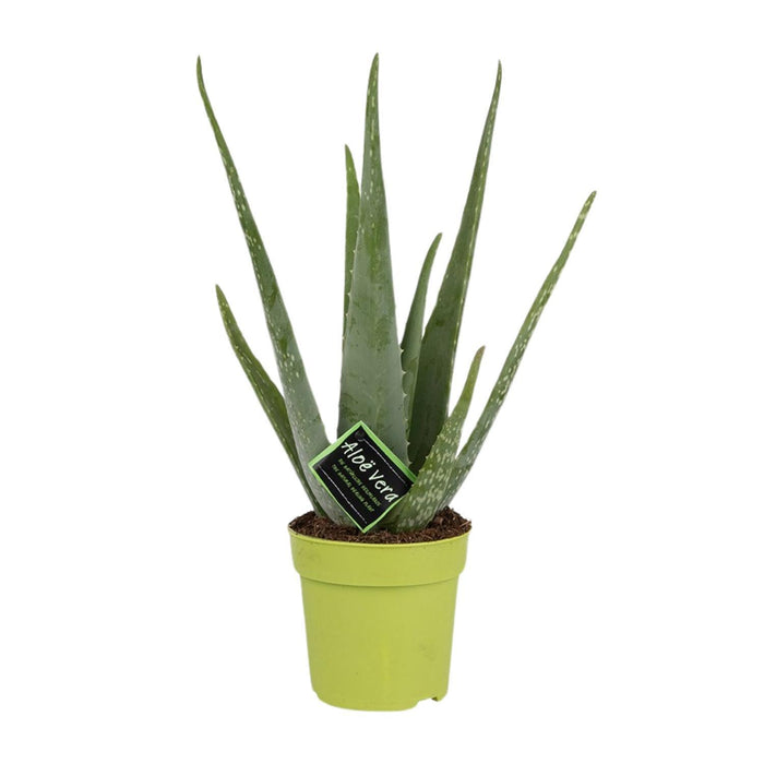 aloe-vera-o12cm-↕45cm