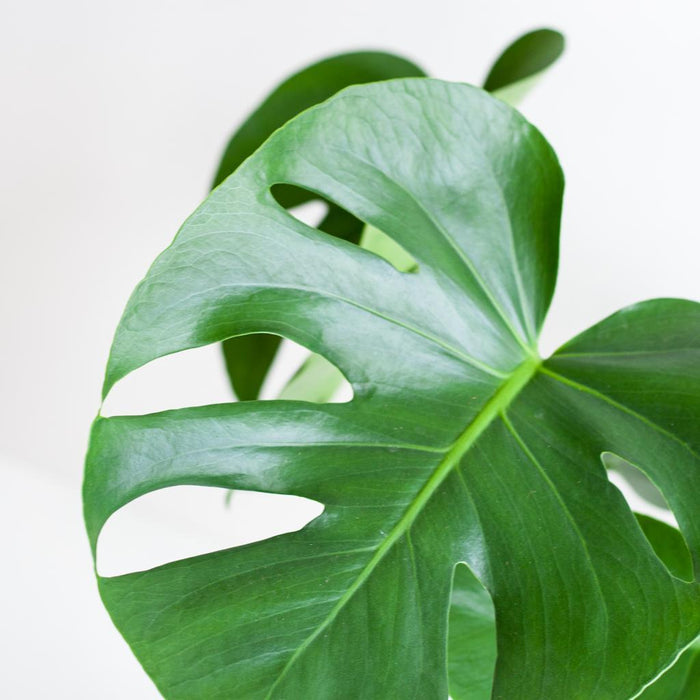 monstera-deliciosa-met-lissabon-mand-zwart