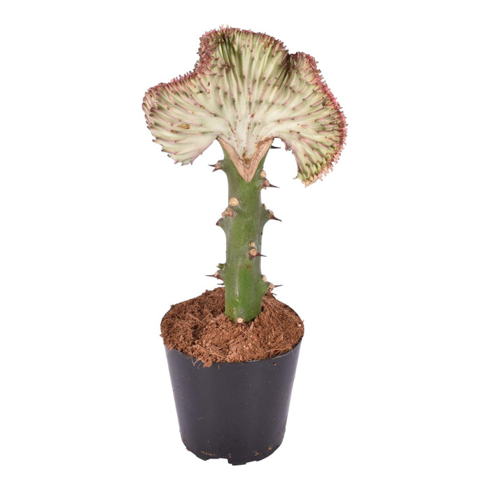 euphorbia-lactea-cristata-rood-35-cm-o12