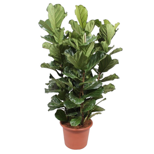 ficus-lyrata-struik-xl-200-cm-o50