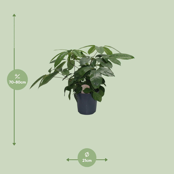 schefflera-actinophylla-o21cm-↕80cm