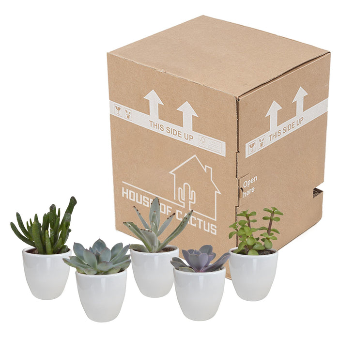 vetplanten-mix-5-5-cm-5x-in-witte-pot