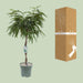 ficus-mahori-o27cm-↕120cm