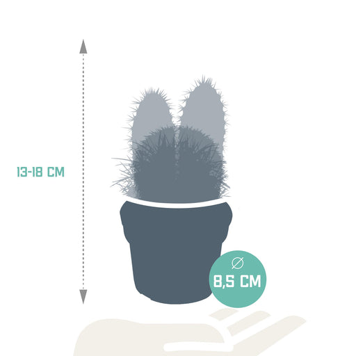 cactus-mix-8-5-cm-3x-zonder-pot