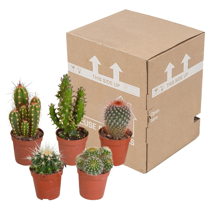 cactus-mix-5-5-cm-5x-zonder-pot