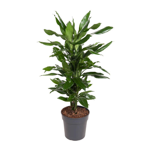 dracaena-janet-lind-o21cm-↕80cm