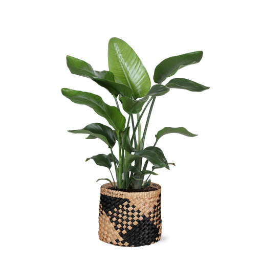 strelitzia-nicolai-o21cm-↕80cm-in-albury-black-print-mand