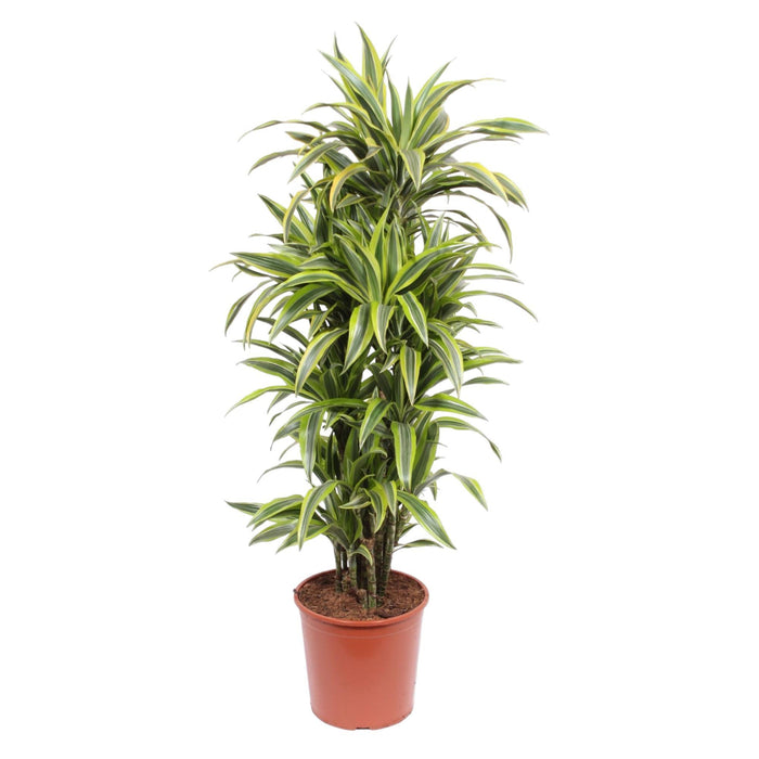 dracaena-lemon-lime-150-cm-o30