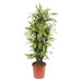 dracaena-lemon-lime-150-cm-o30