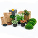 planten-terrarium-pakket-jungle-5-coffea-varen-palm-2x-fittonia-navulling-startpakket-diy