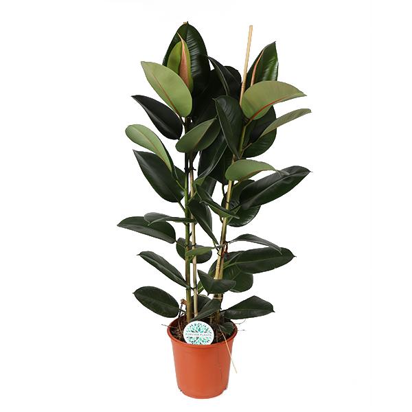 ficus-elastica-robusta-o24cm-↕110cm