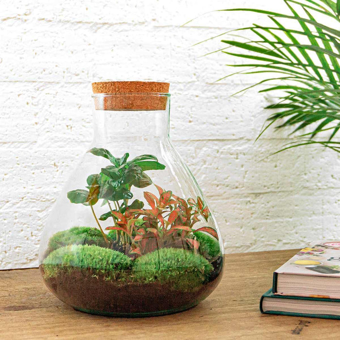 diy-terrarium-sammie-coffea-↕-27-cm-rake-shovel