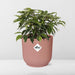 ficus-benjamina-kinky-in-elho-vibes-fold-14cm-roze