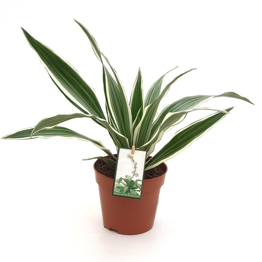 dracaena-white-stripe-o12-↕35