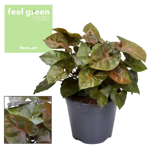 syngonium-maria-feel-green-o14cm-↕25cm