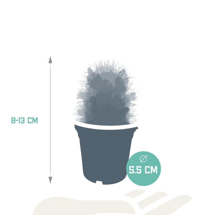 cactus-mix-5-5-cm-zonder-pot-bloeiend-5x