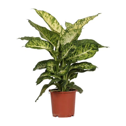 dieffenbachia-mars-o17cm-↕50cm