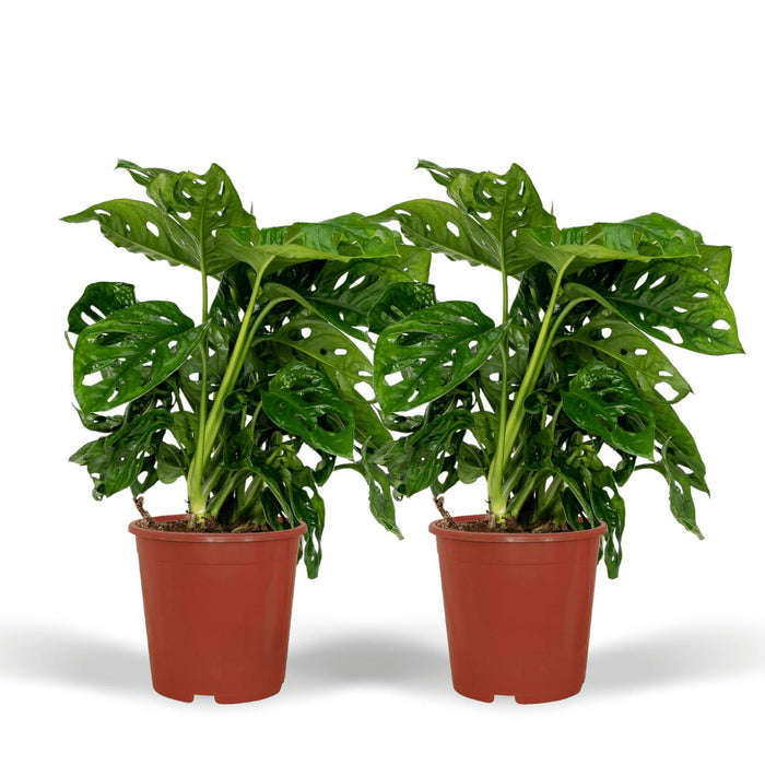 2x-monstera-monkey-leaf-gatenplant-30cm-o12