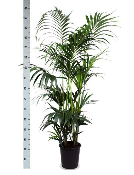 kentia-palm-o27cm-↕160cm-in-boule-olijf-pot