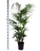 kentia-palm-o27cm-↕160cm-in-boule-olijf-pot