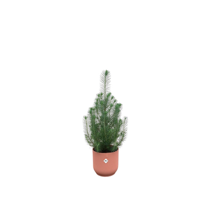 combi-deal-pinus-pinea-inclusief-elho-vibes-fold-round-roze-o18-50-cm