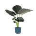 alocasia-regal-shield-o21cm-↕100cm-in-vibes-in-blauw-pot