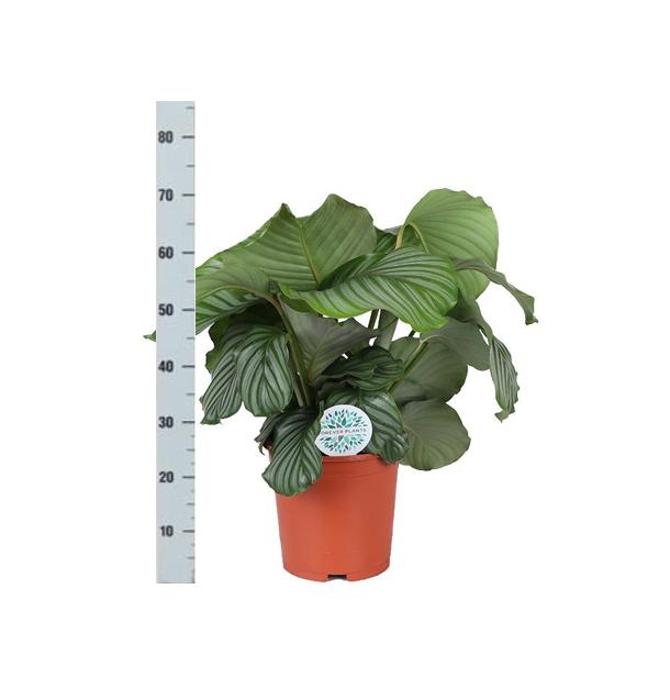 calathea-orbifolia-o21cm-↕70cm-in-boule-wit-pot