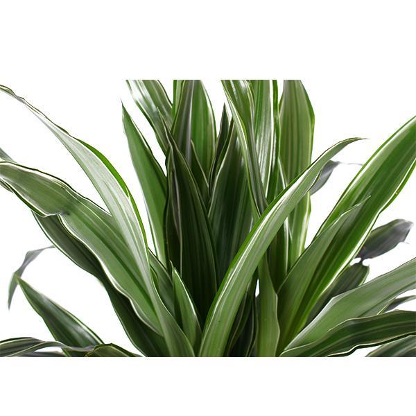 dracaena-warneckii-o21cm-↕65cm