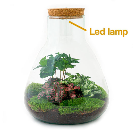 diy-terrarium-sam-coffea-met-lamp-↕-30-cm-normal