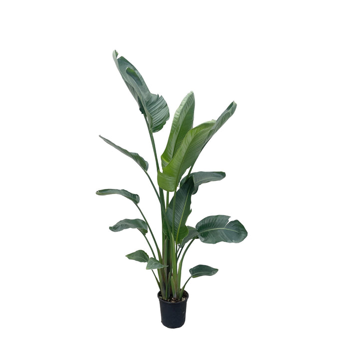 strelitzia-nicolai-xxl-225-cm-o27