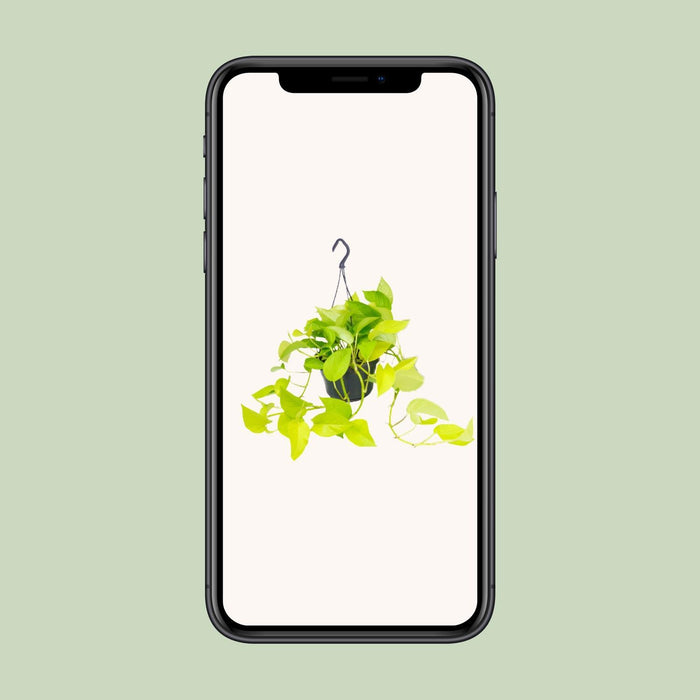 epipremnum-golden-pothos-o15-25cm