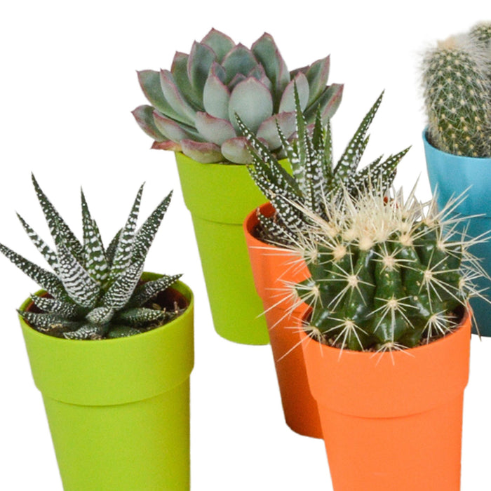 cactus-en-vetplanten-mix-5-5-cm-15-stuks-in-gekleurde-plasticpot