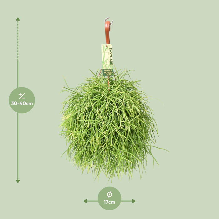 rhipsalis-baccifera-oasis-o17-↕35