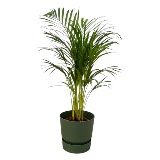 areca-palm-85cm-o19cm-inclusief-elho-greenville-round-groen-d24xh23