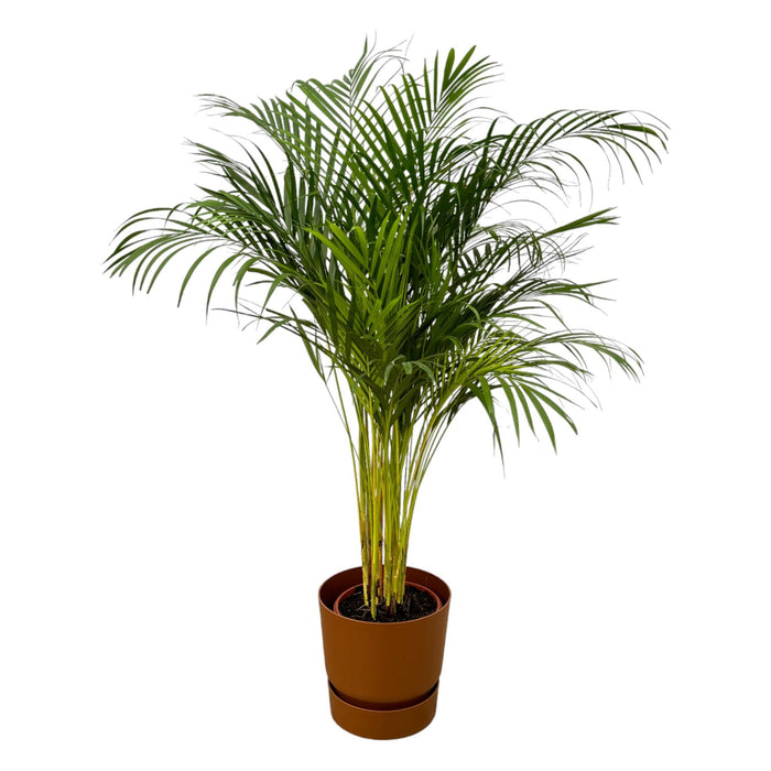 areca-palm-130cm-o24cm-inclusief-elho-greenville-round-bruin-d30xh28