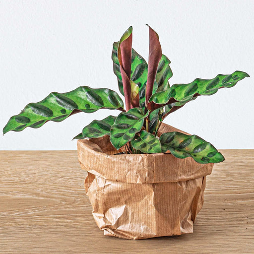 calathea-lancifolia-pauwenplant-terrarium-plant-potmaat-6