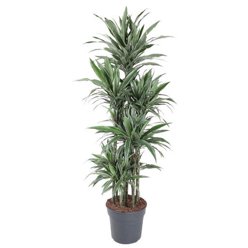 dracaena-warneckei-carrousel-180-cm-o34