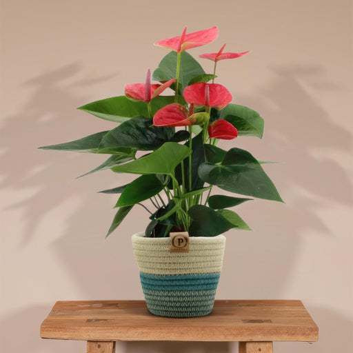 anthurium-andreanum-sweet-dream-incl-pure-mand-45cm-o12