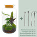 diy-terrarium-botanical-sven-xl-↕-43-cm-normal