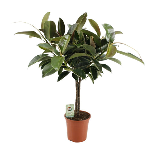 ficus-elastica-melany-o21cm-↕95cm