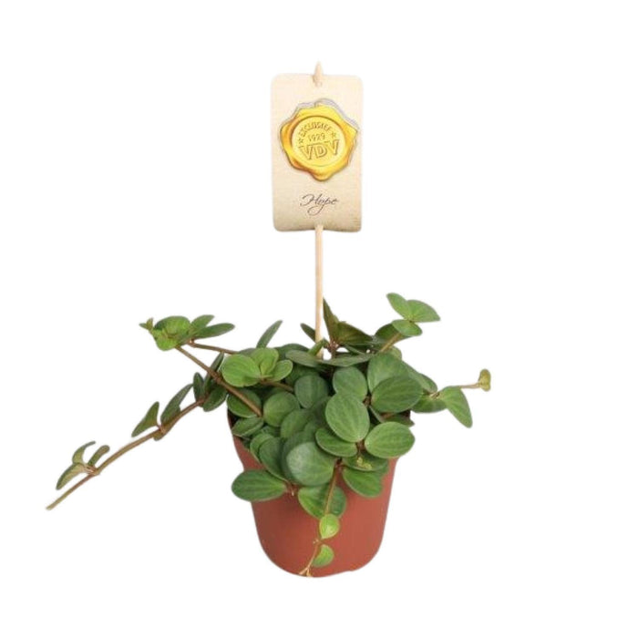 peperomia-hope-o12cm-↕15cm