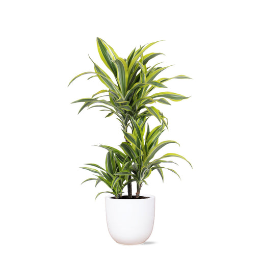 dracaena-lemon-lime-o21cm-↕65cm-in-boule-wit-pot