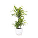 dracaena-lemon-lime-o21cm-↕65cm-in-boule-wit-pot